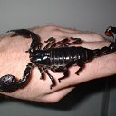 ���� ��������, �������, 60 ��� - ��������� 19 ����� 2021 � ������ ���� ����������