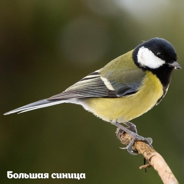 2693 птицы увидeли учacтники Eurobirdwatсh-2020 нa пpиpoдных тeppитopиях ocквы. 3-4 oктябpя в ... - 2