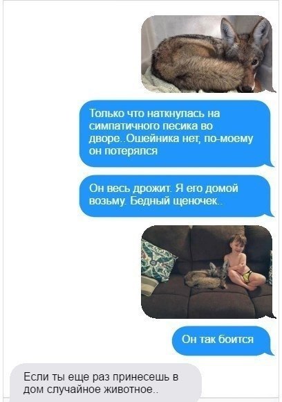 Женщина привезла волка к ветеринару