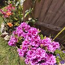 ������- ��� ���� ������ � ����, ��������� �� ������� ���� ����������