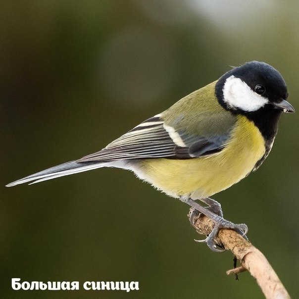 2693  e ac Eurobirdwath-2020 a ppo eppop oc. 3-4 op  ... - 2