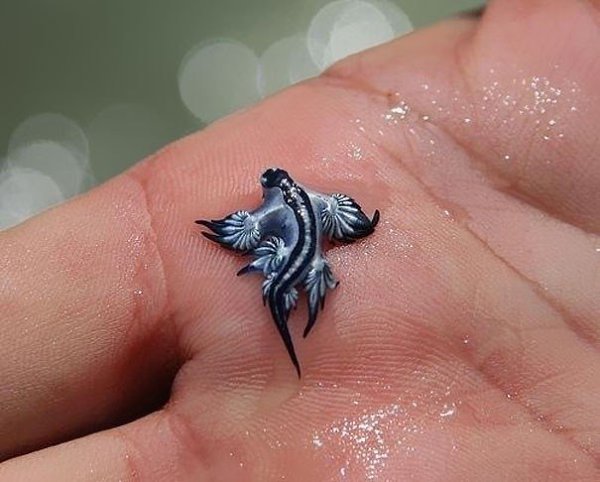    (Glaucus atlanticus).      ... - 3