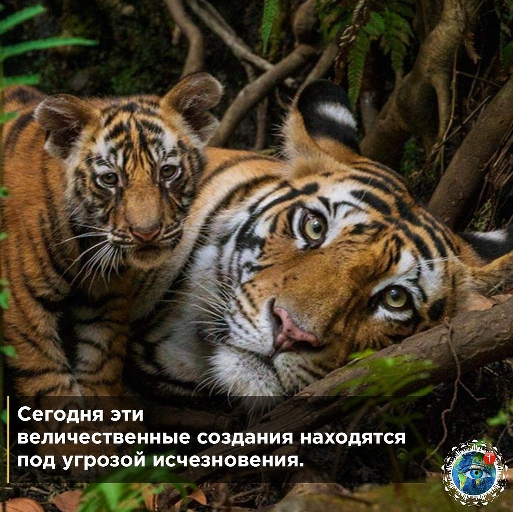   cope ec o oe a National Gographic Wild?  - 3