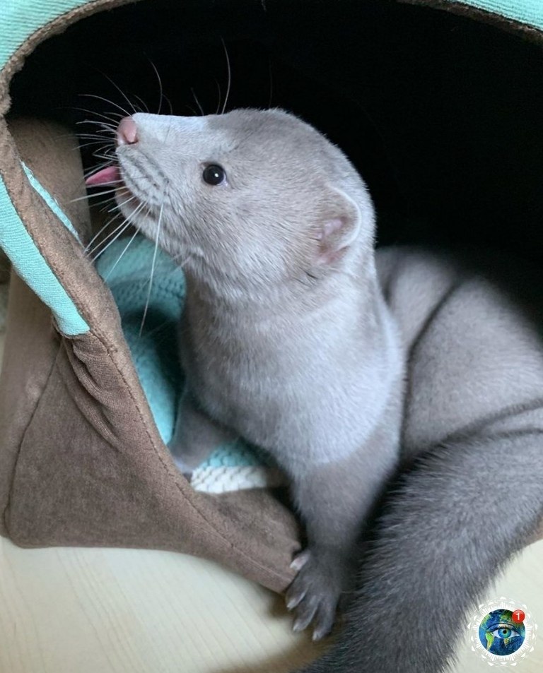 opa  e apaa epca.  pae e o? 