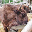 ����� �� ������� ���� ����������