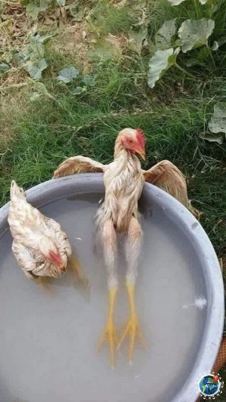 apa pa.#