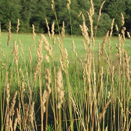 ���, ������, 42 ����