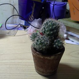 ���� �������, �������, 53 ���� - ��������� 9 ������ 2021