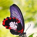 ���� ����, �����-���������, 55 ��� - ��������� 2 ������ 2021 � ������ �butterflies�