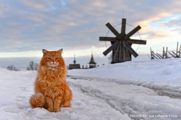 Рыжий кот Кеша - смотритель острова Кижи. Более 15 лет Кеша живет вблизи музея и встречает туристов.