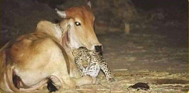 eoa o oo o  ooe, ooa oa eo oe oo, a eo a oa. ...