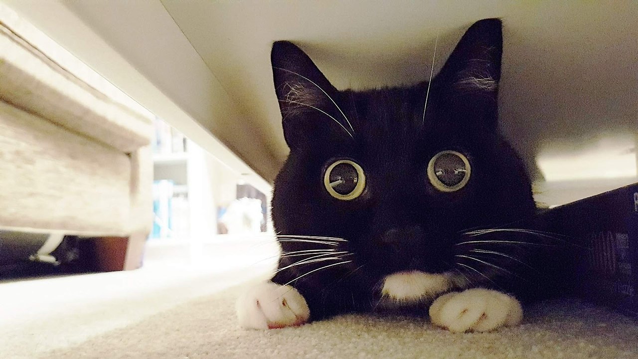 ׸ ? ׸ ?   !  !  !) - 4