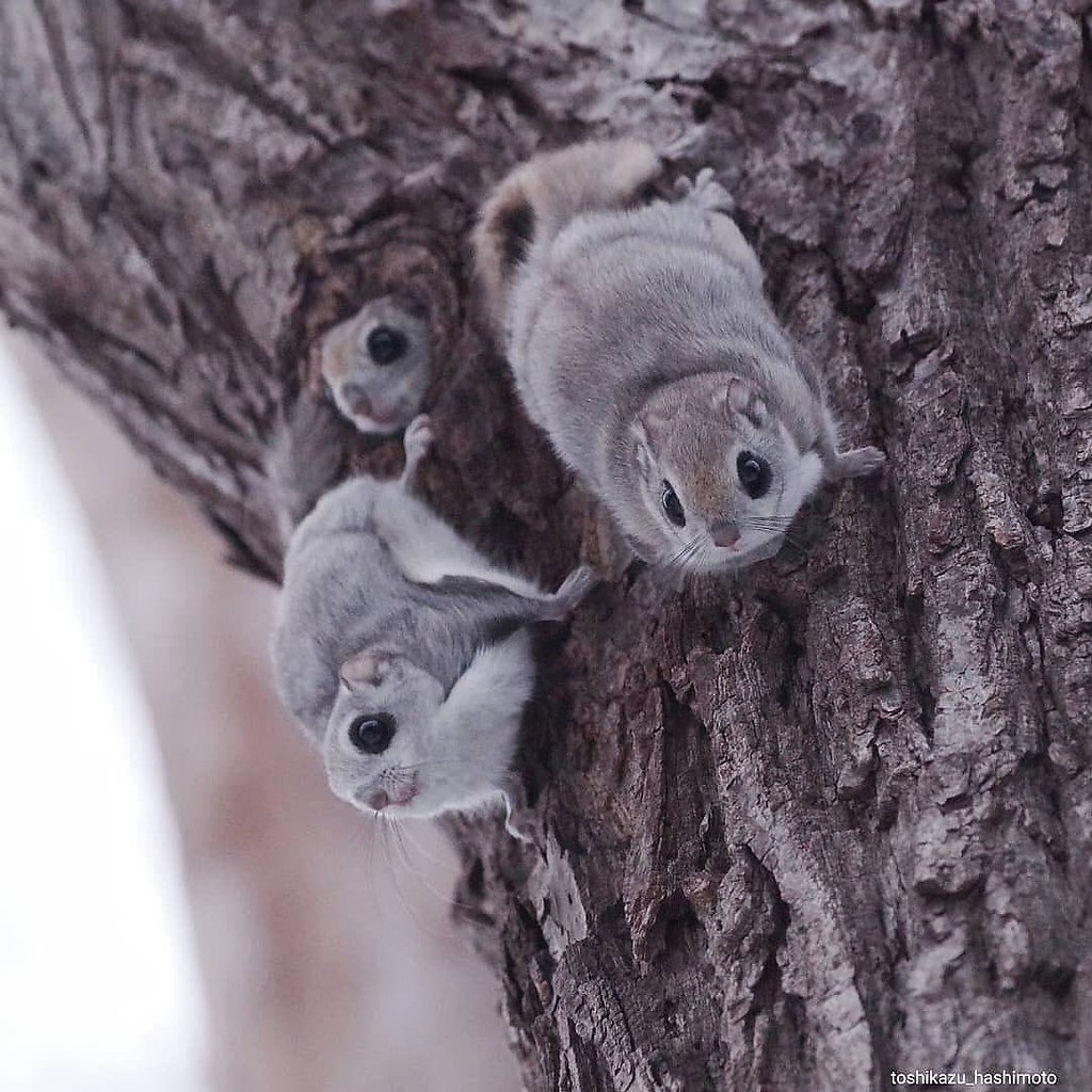      . - (Pteromys volans), ... - 6