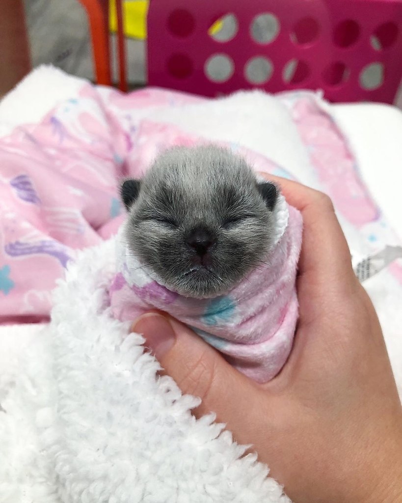  Fever Coat ( ) - ,      ,  ... - 2