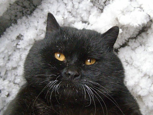 КОШАЧИЙ ДОМОСТРОЙ.В доме кот – оберег от невзгод. Мышам убивец и тать. Детям забавник. Старикам баюн ...