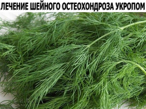ЛЕЧЕНИЕ ШЕЙНОГО ОСТЕОХОНДРОЗА УКРОПОМ. Настоять 200 г семян укропа на 250 мл водки 2 недели. ...