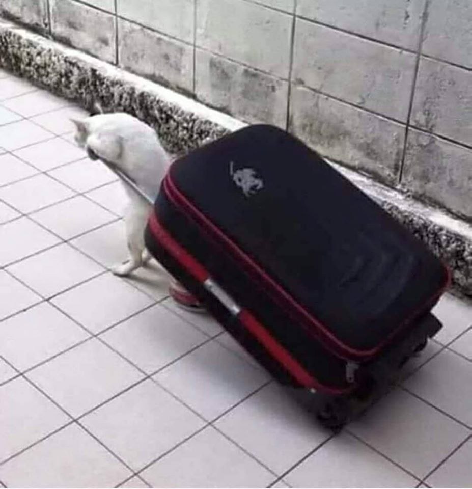     )