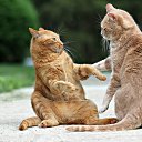 ���� �������, ������, 35 ��� - ��������� 14 ������ 2020 � ������ ���� ����������