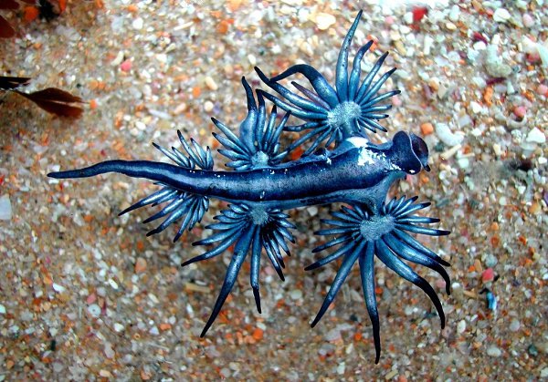    (Glaucus atlanticus).      ... - 4