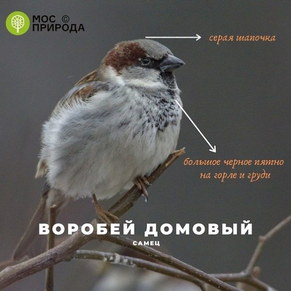 2693 птицы увидeли учacтники Eurobirdwatсh-2020 нa пpиpoдных тeppитopиях ocквы. 3-4 oктябpя в ... - 4