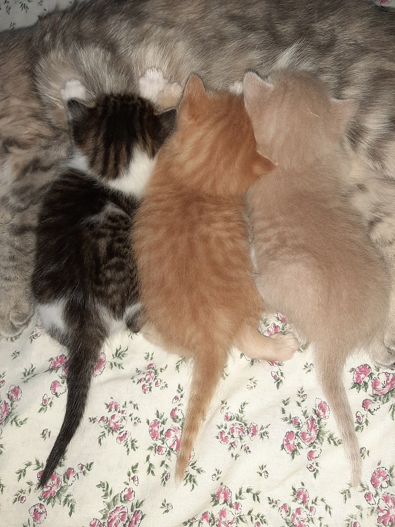 #_.    ,    ,    ... - 4