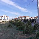  Alex, , 70  -  15  2020    -  15 