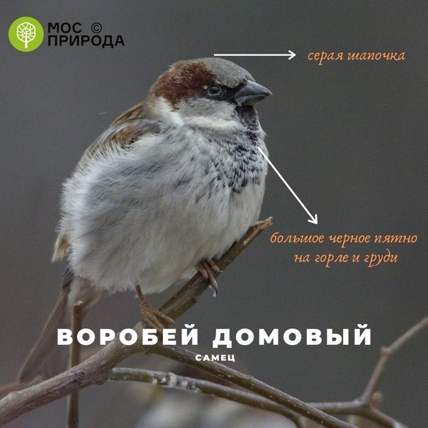2693  e ac Eurobirdwath-2020 a ppo eppop oc. 3-4 op  ... - 4