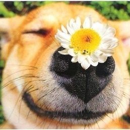 ���� ������, ������������, 43 ���� - ��������� 18 ������� 2020