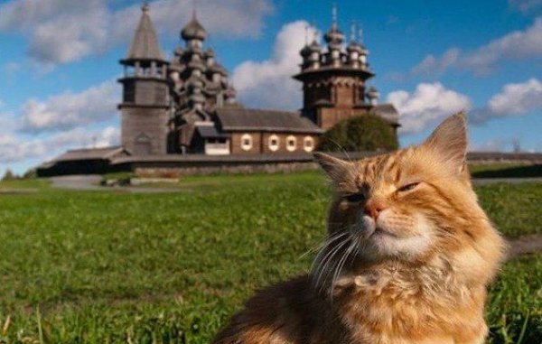 Рыжий кот Кеша - смотритель острова Кижи. Более 15 лет Кеша живет вблизи музея и встречает туристов. - 5