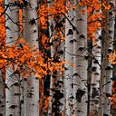 ���� Evi, ������ - ��������� 24 �������� 2020 � ������ ���� ����������