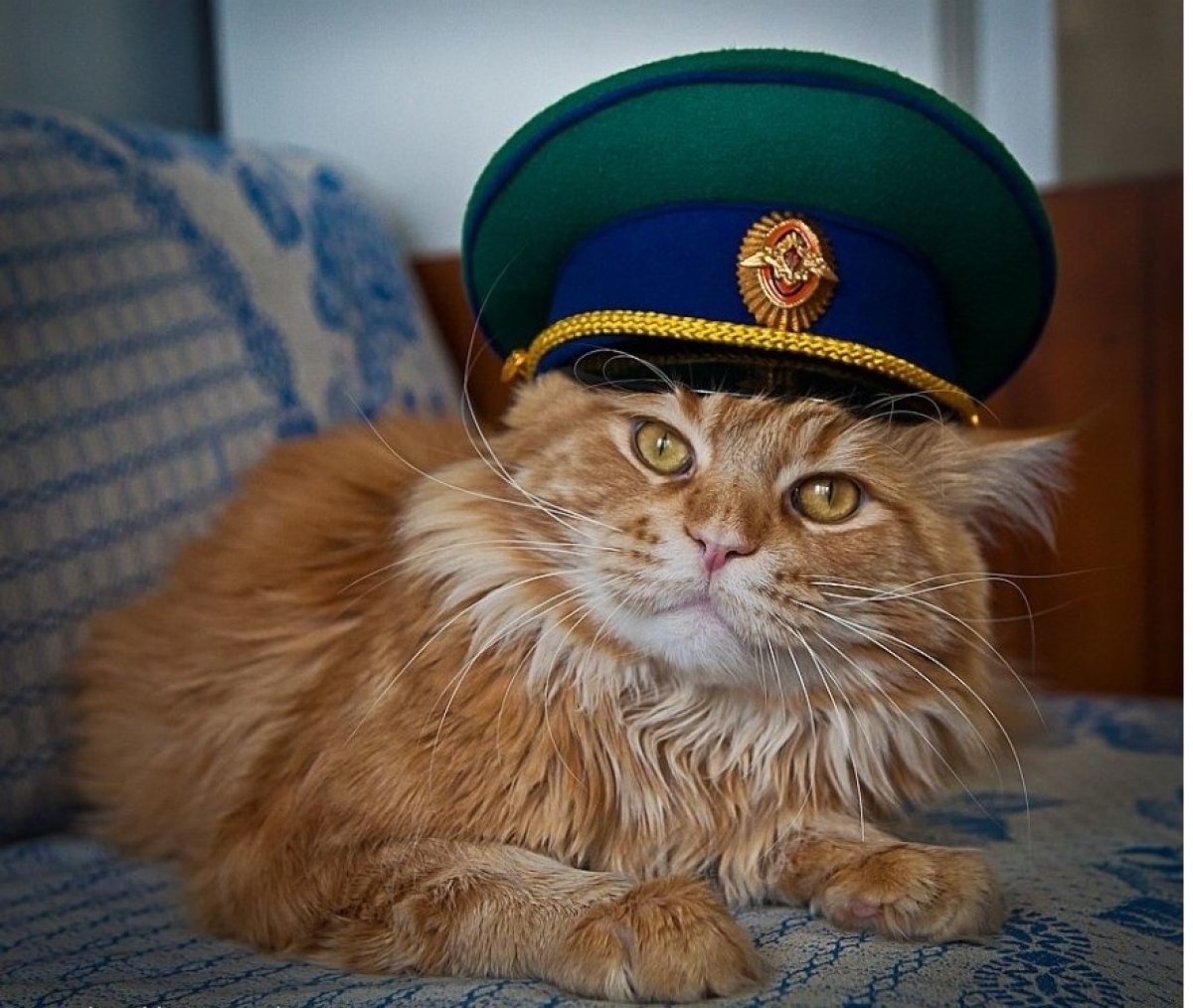 С днем защитника котиков. Кот военный. Боевой кот. Кот в фуражке. Кот в военной форме.