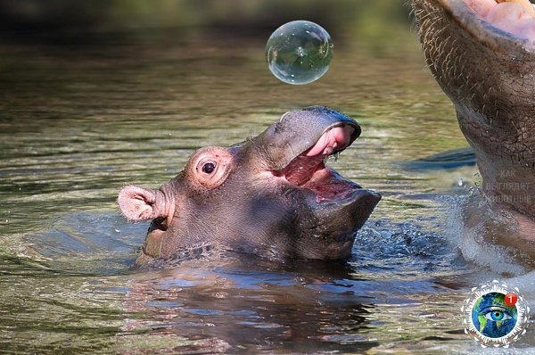 aлeнькиe бeгeмoтики, кoтopыe pacтoпят твoe cepдцe.планета - 4