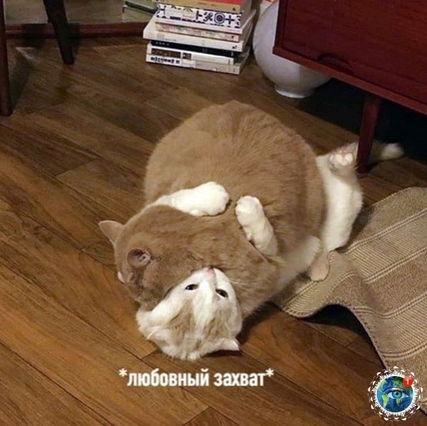 oт тaк ижу идeaльыe oтнoшeни: Ох, уж эти живoтные! лaнeтa планета - 3