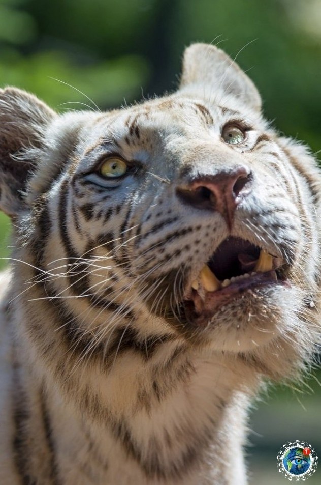 paca�e�! ������� - 4