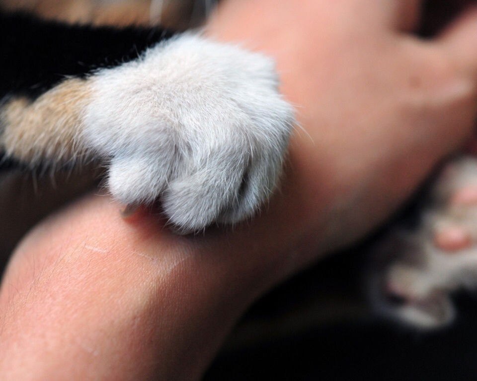 Лапки кулачки. Лапка кота. Кошачья лапа. Кошачья лапка в кулачке
