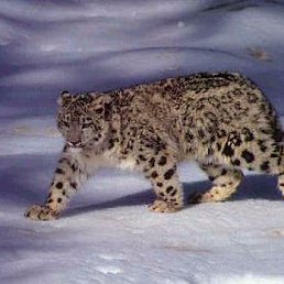 ���� ������, ����, 52 ���� - ��������� 12 ������ 2021