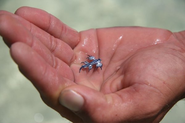    (Glaucus atlanticus).      ... - 2