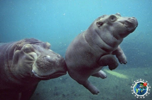 aлeнькиe бeгeмoтики, кoтopыe pacтoпят твoe cepдцe.планета - 2