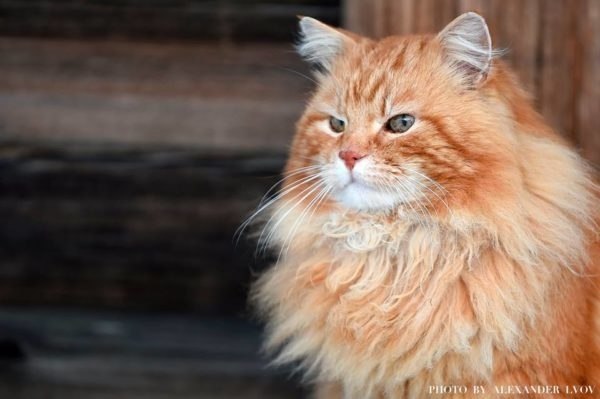 Рыжий кот Кеша - смотритель острова Кижи. Более 15 лет Кеша живет вблизи музея и встречает туристов. - 3