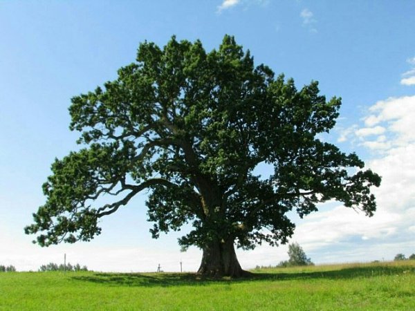 .          -       ...