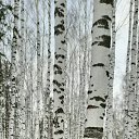 , , 72  -  17  2021    