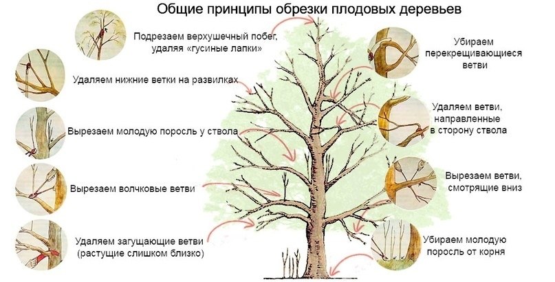 АЗЫ ОБРЕЗКИ.Как сделать так, чтобы ваши плодовые деревья приобрели компактную форму,были удобными ...