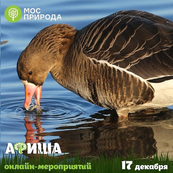 АФИША онлайн-активностей на 17 декабря. 09:30 – викторина «Планета Земля». Где искать: ЭПЦ ...