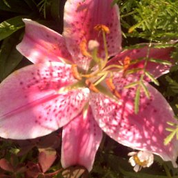 �����, ������, 58 ���