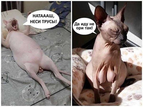 Любите сфинксов?