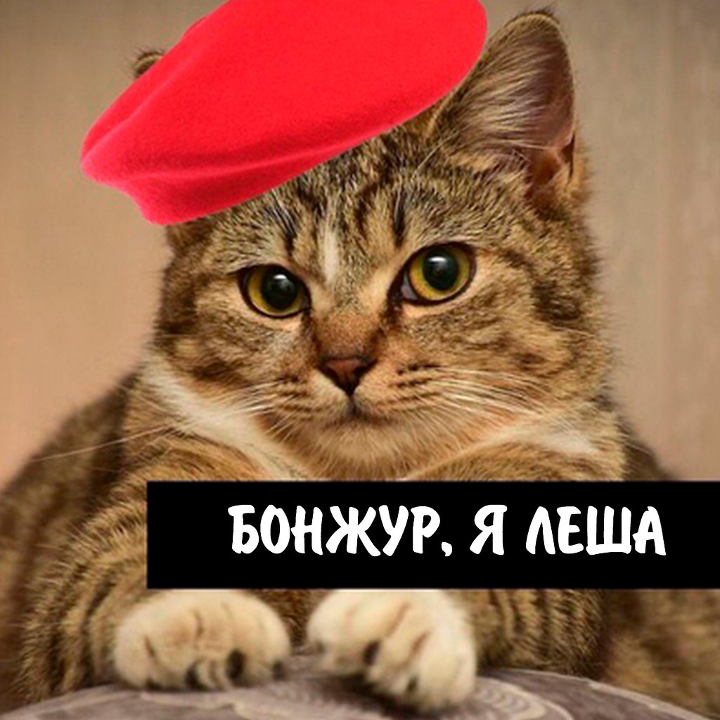 Леша котик по французски
