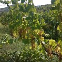  Xishnik, , 58  -  13  2020    