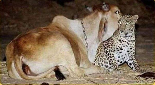 eoa o oo o  ooe, ooa oa eo oe oo, a eo a oa. ... - 2