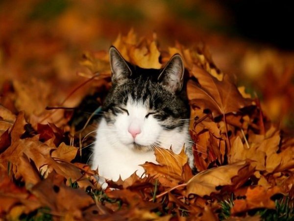 КОТ, У КОТОРОГО ЕСТЬ ТОЛЬКО ОСЕНЬ.Кот, у которого есть только осень,Щурясь, меж листьев опавших ...