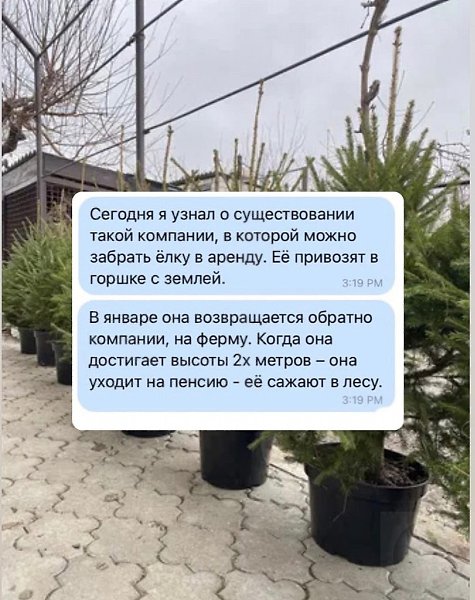 Не понимаю этого вырубания елок ради праздника раз в году... Пусть растут себе спокойно, разве нет?